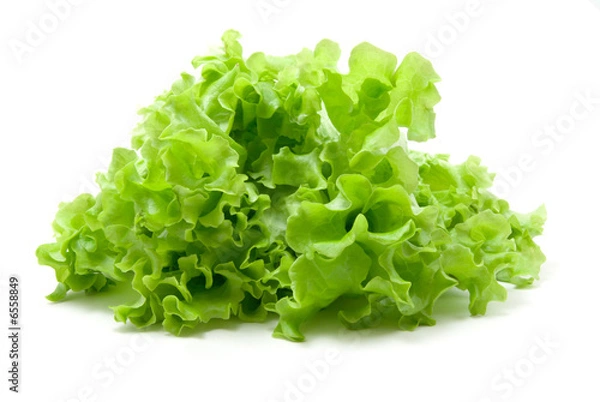 Obraz fresh lettuce