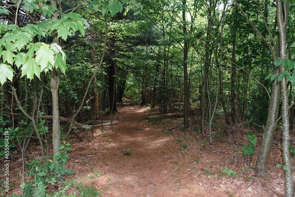 Obraz Pine Forest Path
