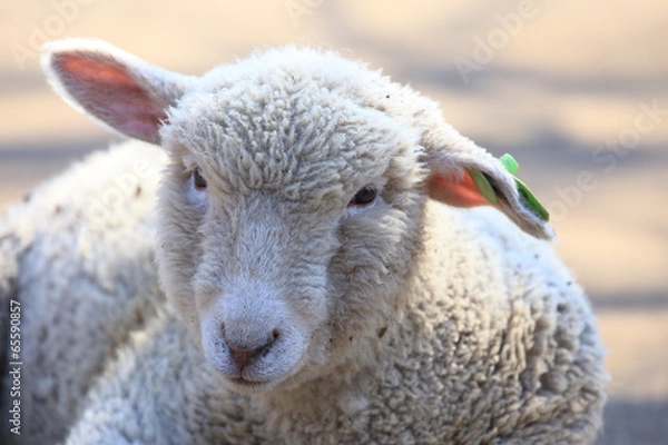 Fototapeta かわいい子羊　アップ