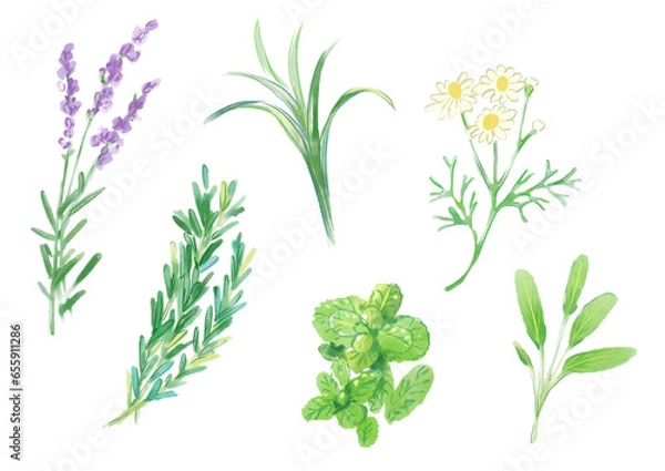 Fototapeta いろんな美しいハーブの手描き水彩イラスト(PNG)