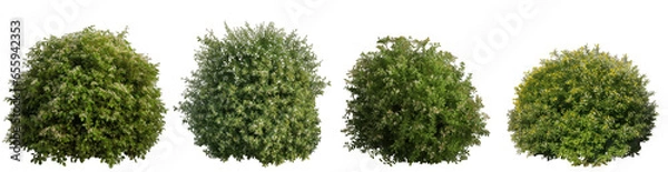Fototapeta Large and dense bushes with small flowers isolated on transparent background generative ai
