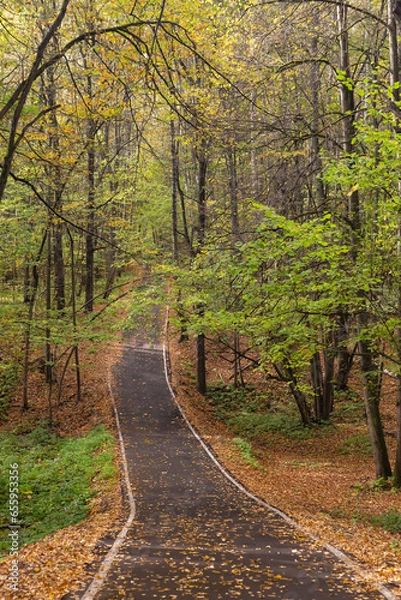 Obraz road covered with fallen leaves