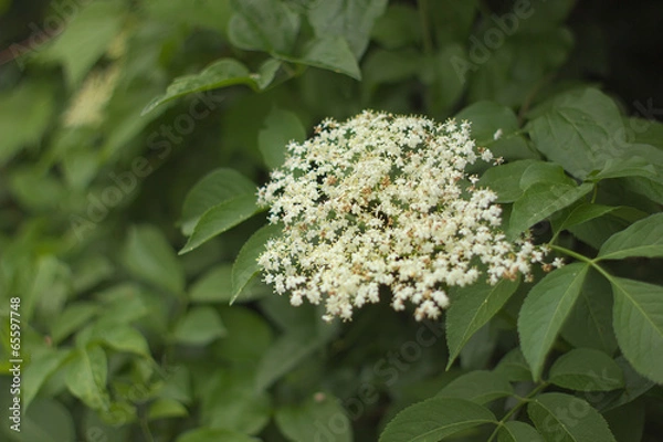 Obraz Elder flower