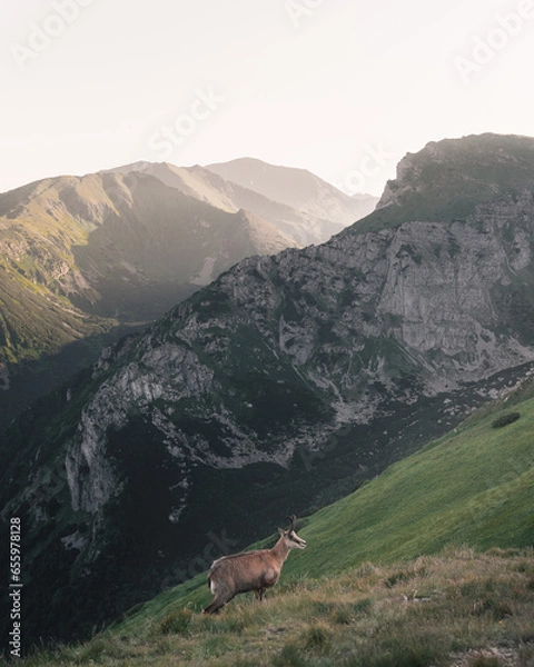 Fototapeta Wild chamois in High Tatras mountains on the way to Kasprowy Wierch during the summer sunset. Tatry Wysokie from Polish side have much to offer for hikers. Amaizing mountains, views and sceneries.