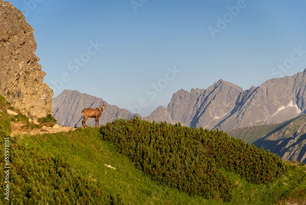 Fototapeta Wild chamois in High Tatras mountains on the way to Kasprowy Wierch during the summer sunset. Tatry Wysokie from Polish side have much to offer for hikers. Amaizing mountains, views and sceneries.