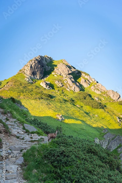 Fototapeta Wild chamois in High Tatras mountains on the way to Kasprowy Wierch during the summer sunset. Tatry Wysokie from Polish side have much to offer for hikers. Amaizing mountains, views and sceneries.