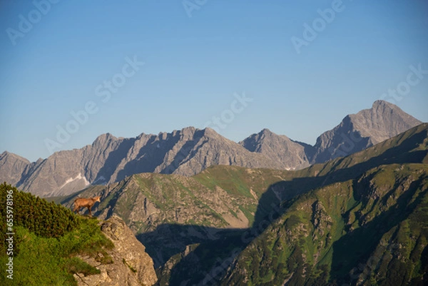 Fototapeta Wild chamois in High Tatras mountains on the way to Kasprowy Wierch during the summer sunset. Tatry Wysokie from Polish side have much to offer for hikers. Amaizing mountains, views and sceneries.