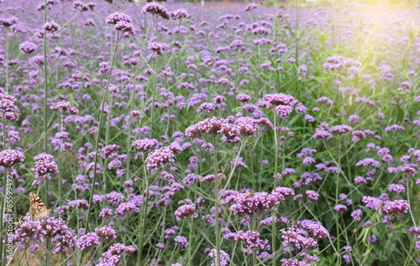 Obraz verbena field