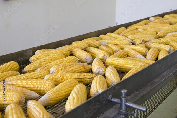 Fototapeta Fresh corns on transmission belt in factory