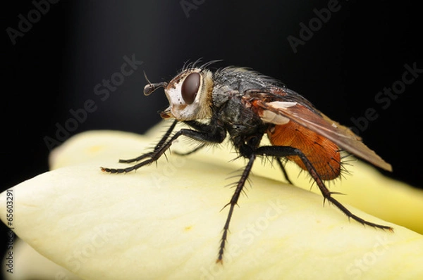 Obraz Fly macro shot