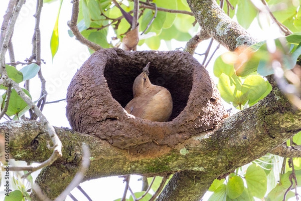 Fototapeta Nest of Rufous Hornero as know as joao-de-barro. The bird that builds its house from clay to procreate. Species Furnarius rufus. Birdwatcher.