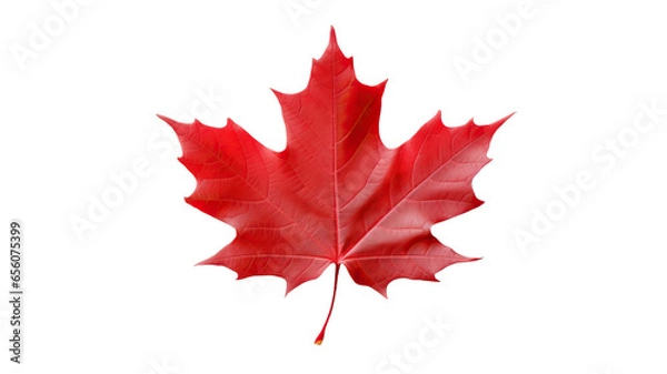 Fototapeta Red maple leaf isolated on transparent or white background