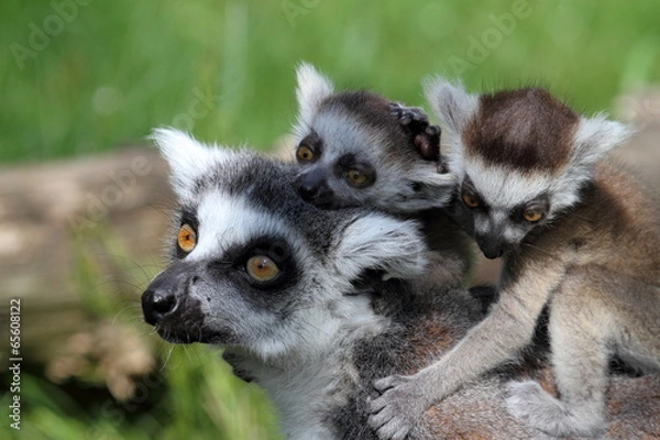 Obraz Katta mit Zwillingen