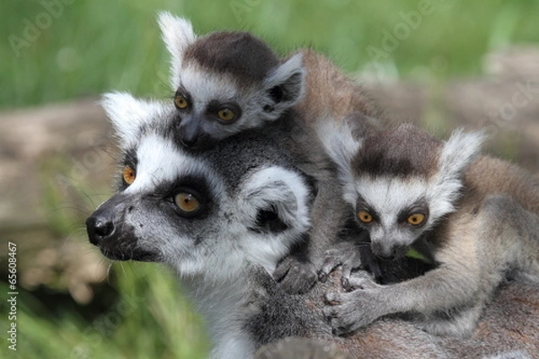 Obraz Katta mit Jungtier