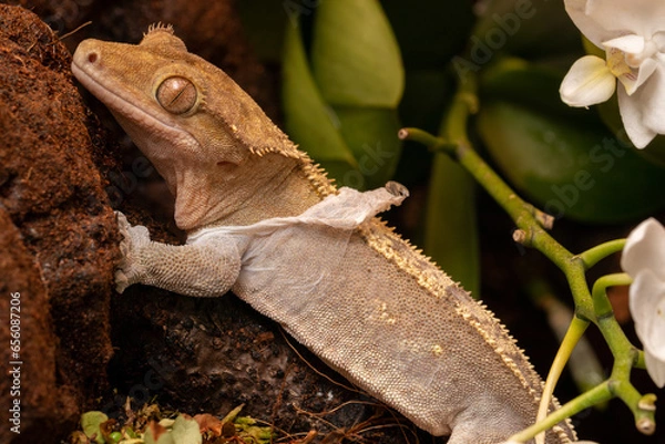 Fototapeta crested gecko shedding its skin