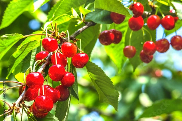 Obraz Red cherries on a tree branch