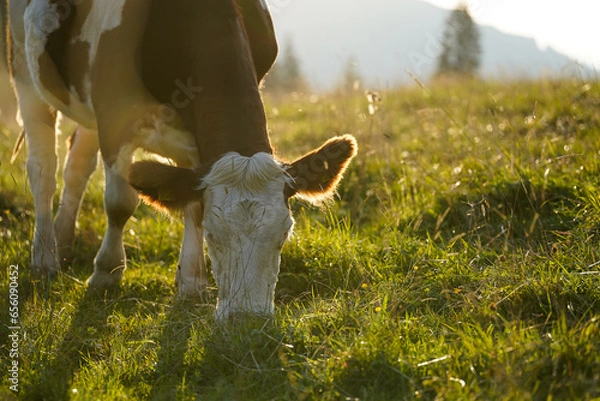 Obraz cow in the field grazing in beautiful sunlight in the mountains