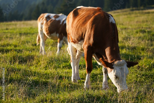 Obraz cows in a green field in the mountains of austria