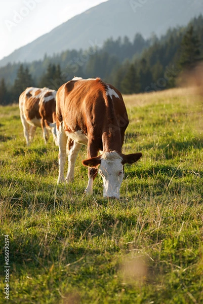 Obraz portrait of cows on the meadow at a countryside in the mountains