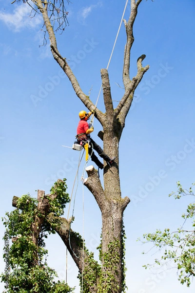 Fototapeta An arborist cutting a tree with a chainsaw
