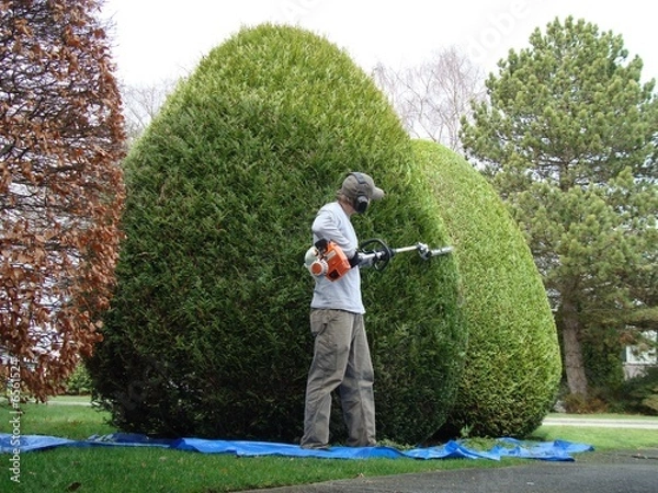 Fototapeta hedge trimming