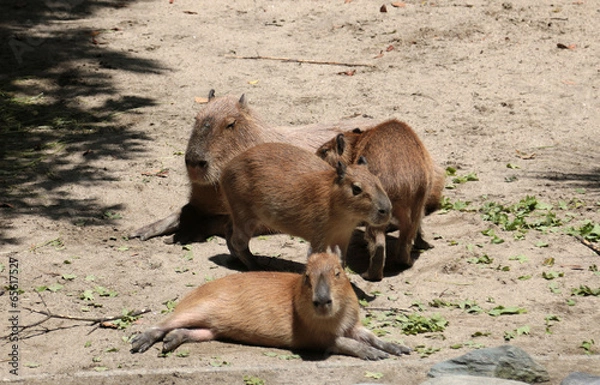 Fototapeta カピバラ