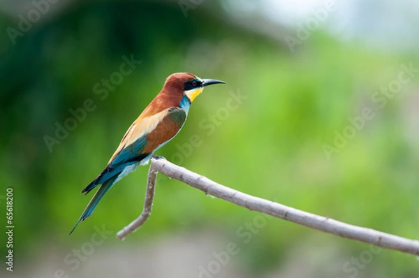 Fototapeta Gruccione