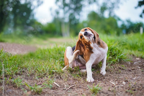 Fototapeta A cute tri-color beagle dog scratching body outdoor on the grass field.