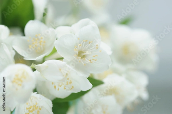 Fototapeta Жасмин