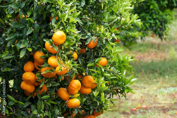 Obraz Mandarinenbauma