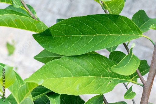 Fototapeta Green leaves