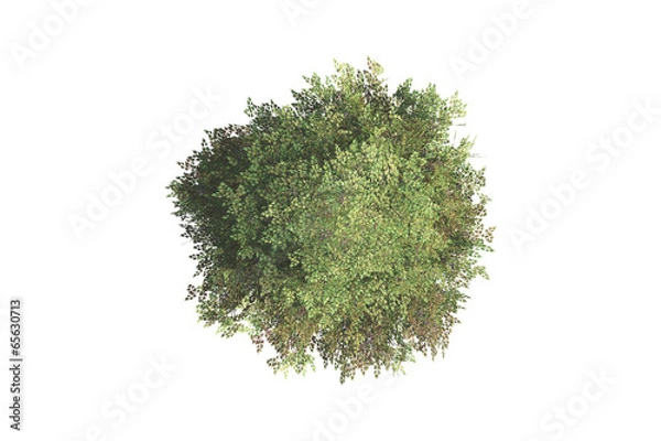 Fototapeta Top View of Tree