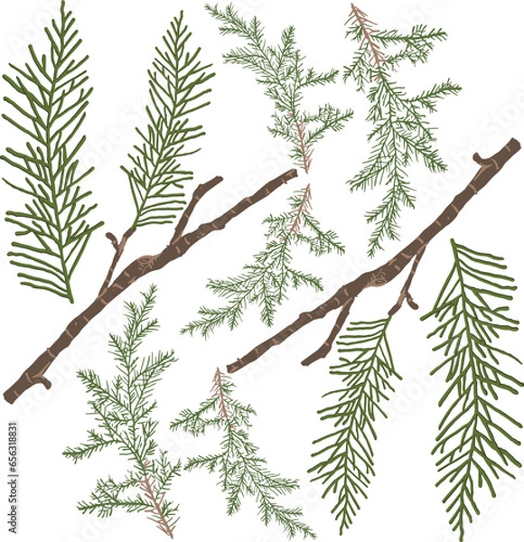Obraz pine-leaved branch and textic pattern