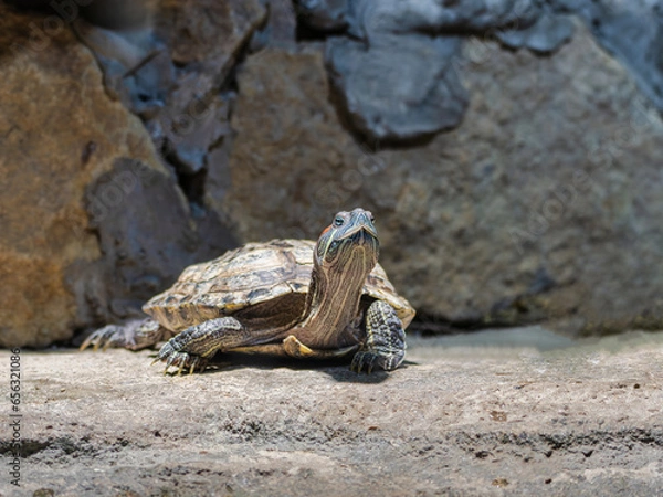 Obraz Red-eared freshwater turtle(red-eared terrapin). City Zoo, Baku, Azerbaijan.