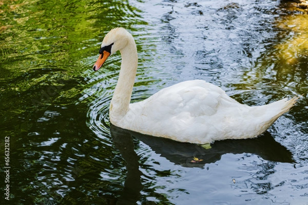 Obraz Mute Swan. City Zoo, Baku, Azerbaijan.