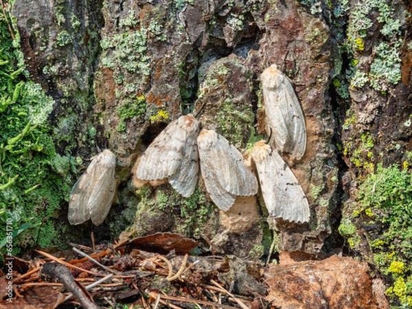 Obraz Butterflies of a gypsy moth (Lymantria dispar) on a tree trunk.