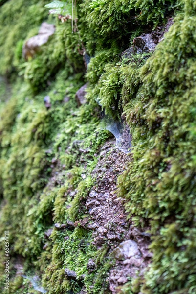 Obraz Drachenschlucht