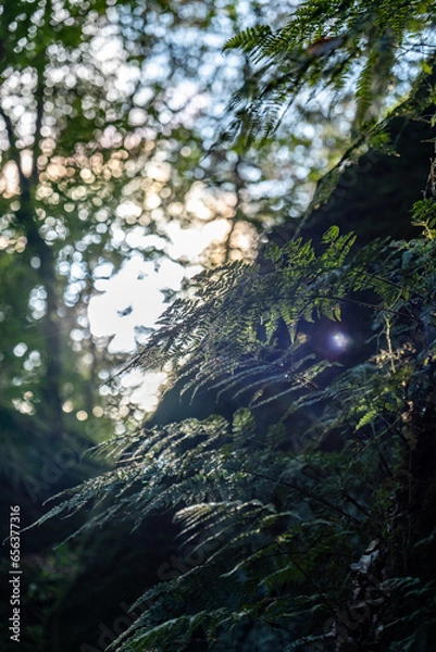 Obraz Drachenschlucht