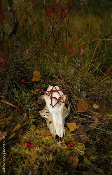 Fototapeta animal skull with pentacle amulet in autumn forest, dark natural abstract background. fall season. symbol of death, terrible, scary. Mysticism, occultism, Witchcraft. samhain, Halloween concept
