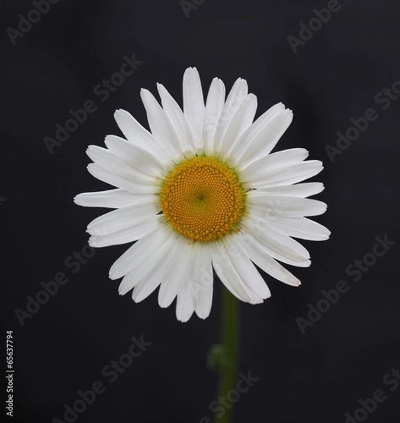 Obraz chamomile flower on black background