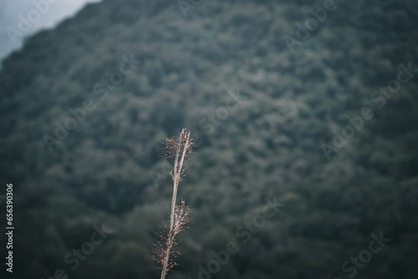 Obraz A small plant seen on the front of the hill, Shot on 02.12.2020, Kodagu, Karnataka, India