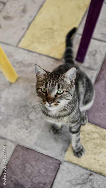 Obraz cat on the roof