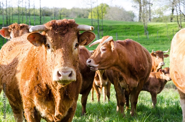 Fototapeta vache troupeau
