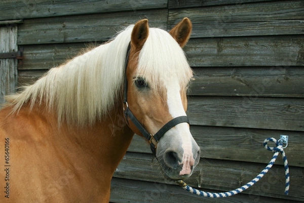 Obraz Pony angebunden