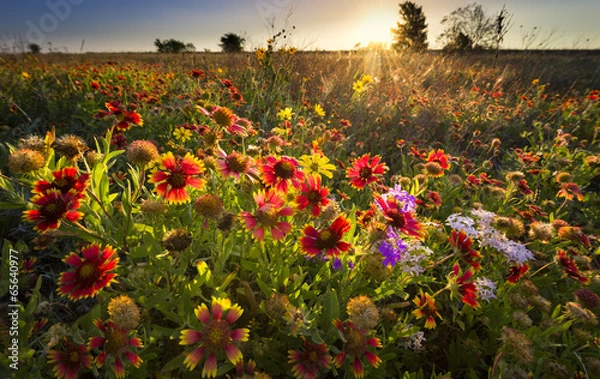 Obraz Texas Wildflowers at Sunrise