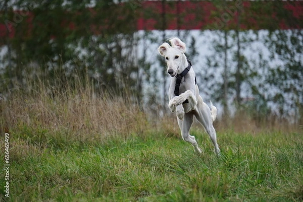 Fototapeta Tazy dog run in the meadow autumn