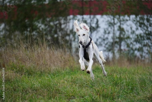 Fototapeta Tazy dog run in the meadow autumn