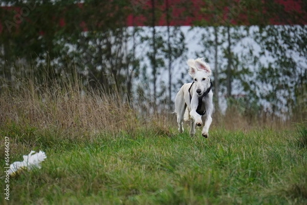 Fototapeta Tazy dog run in the meadow autumn