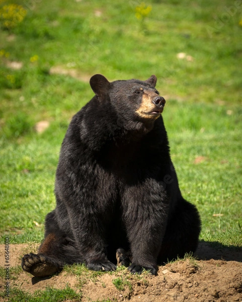 Fototapeta Large Eastern Black Bear Sitting Down in Field