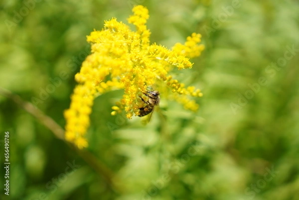 Obraz Bee on yellow flowers